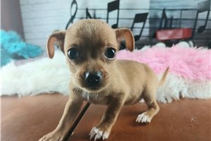 Paige - Chihuahua for sale