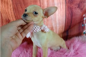 Camila - Chihuahua for sale