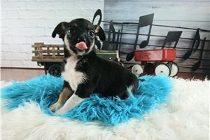 Scotty - Chihuahua for sale