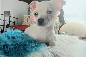 Hans - Chihuahua for sale
