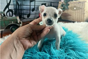 Vincent - Chihuahua for sale