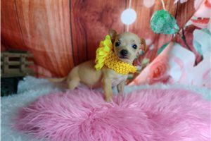 Rosie - Chihuahua for sale