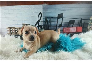Wyatt - puppy for sale