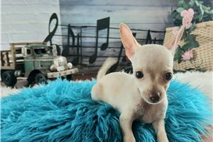 Alfie - puppy for sale