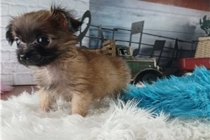 Yosef - Chihuahua for sale