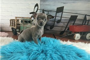 Kipling - puppy for sale