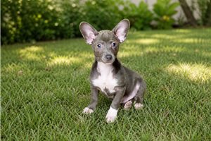Aiden - Chihuahua for sale