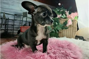 Amina - Chihuahua for sale