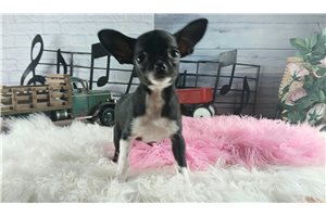 Amor - Chihuahua for sale