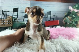 Natoya - puppy for sale
