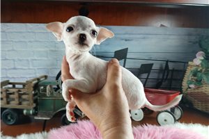 Tammy - Chihuahua for sale