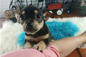 Rudy - Chihuahua for sale