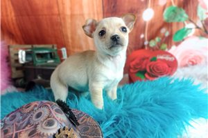 Lex - puppy for sale