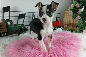 Greta - Chihuahua for sale