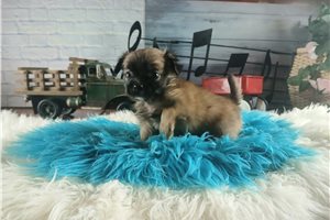 Yosef - Chihuahua for sale