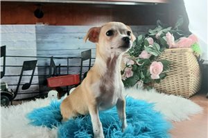 Phoenix - Chihuahua for sale