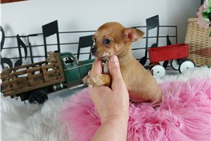 Phoebe - Chihuahua for sale
