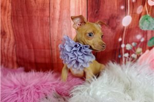 Chloe - Chihuahua for sale
