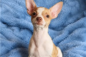 Skipper - Chihuahua for sale