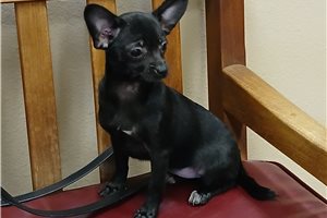 Anastasia - Chihuahua for sale
