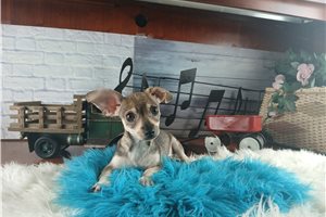 Phillip - Chihuahua for sale