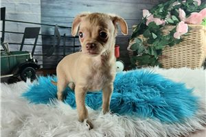 Norm - Chihuahua for sale