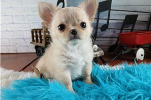 Hanson - puppy for sale