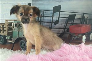 Yvette - Chihuahua for sale