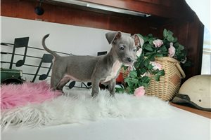Sophia - Chihuahua for sale