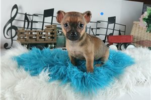 Presley - Chihuahua for sale