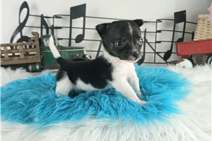 Dash - puppy for sale