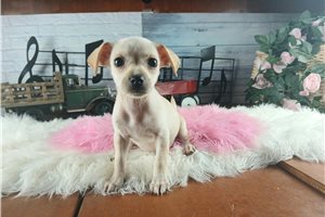 Pheobe - puppy for sale