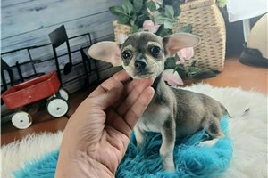 Phillip - Chihuahua for sale