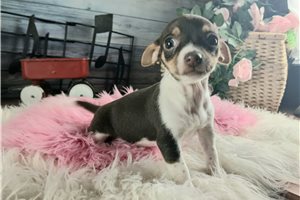 Opal - puppy for sale