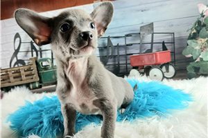 Aiden - puppy for sale