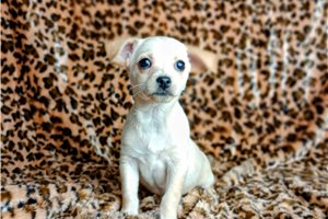 Lucas - Chihuahua for sale