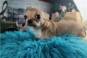 Samuel - Chihuahua for sale