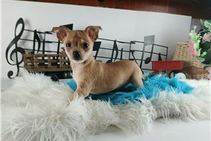 Ives - Chihuahua for sale