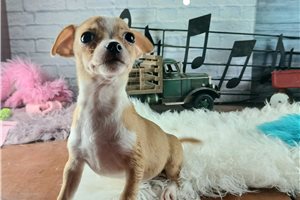 Pilot - Chihuahua for sale