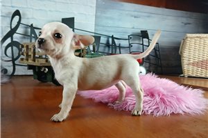 Gretchen - puppy for sale