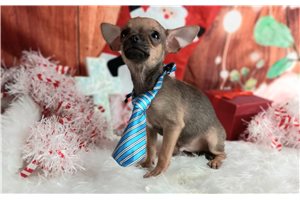 Tater - Chihuahua for sale