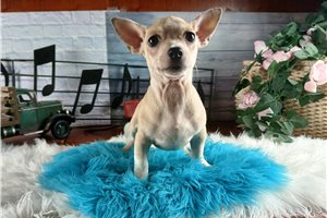 Lava - Chihuahua for sale