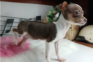 Debby - Chihuahua for sale