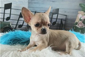 Samuel - Chihuahua for sale
