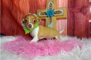 Charlotte - Chihuahua for sale