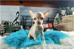 Tyler - Chihuahua for sale