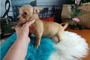 Wyatt - Chihuahua for sale