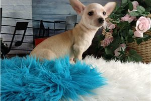 Larkin - Chihuahua for sale