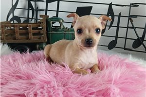 Bliss - Chihuahua for sale