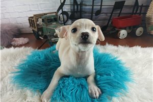 Lemuel - Chihuahua for sale